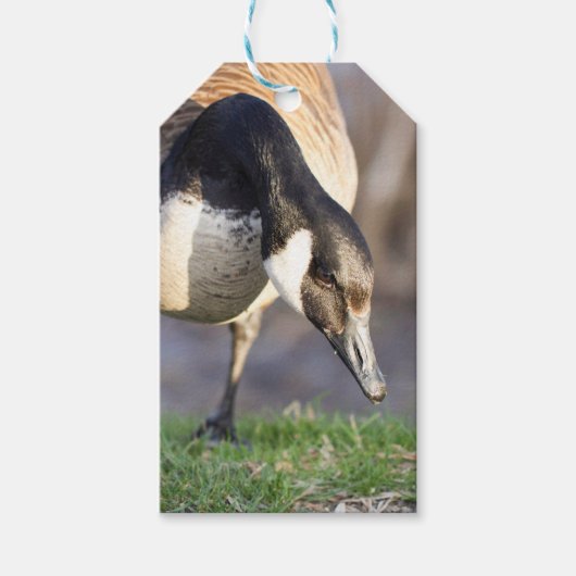 カナダゴス ギフトタグ (正面)