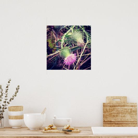 カナダシスル ポスター (キッチン)