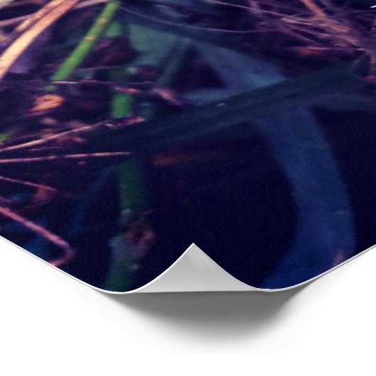 カナダシスル ポスター (角)