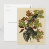 カナダジェイ(グレイ・ジェイ) - Audubon's Birds of America ポストカード (正面/裏面)