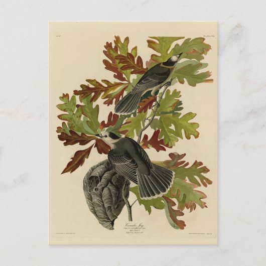 カナダジェイ(グレイ・ジェイ) - Audubon's Birds of America ポストカード (正面)