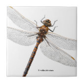 カナダダーナー・ドラゴンフライのクローズアップ タイル (正面)