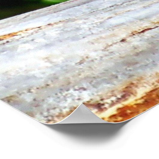 カナダリンクス子猫 ポスター (角)