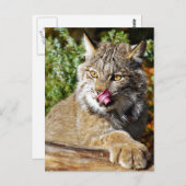 カナダリンクス – オールイン ポストカード (正面/裏面)