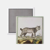 カナダリンクス マグネット (正面/裏面)