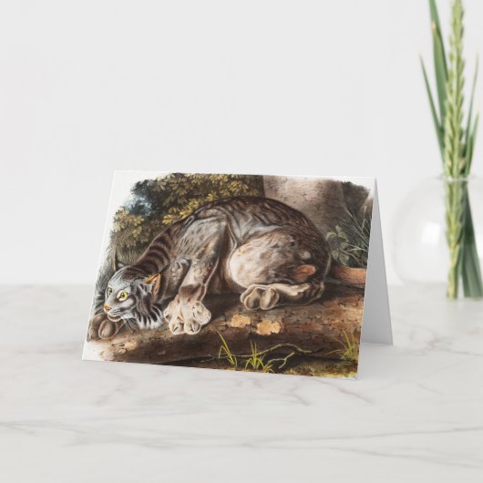 カナダリンクス(Lynx Canadensis)イラストレーション カード (正面)