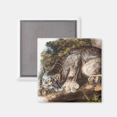 カナダリンクス(Lynx Canadensis)イラストレーション マグネット (正面/裏面)