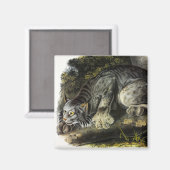 カナダリンクス(Lynx Canadensis) (カナダリンクス) マグネット (正面/裏面)