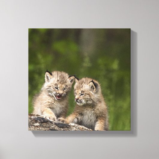 カナダリンクス(Lynx Canadensis)子猫2匹 キャンバスプリント (正面)