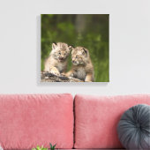 カナダリンクス(Lynx Canadensis)子猫2匹 キャンバスプリント (インサイチュ (リビング))
