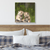 カナダリンクス(Lynx Canadensis)子猫2匹 キャンバスプリント (インサイチュ (寝室))