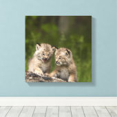 カナダリンクス(Lynx Canadensis)子猫2匹 キャンバスプリント (インサイチュ (ウッドフロア))