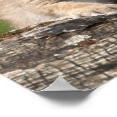 カナダリンクス(Lynx Canadensis)子猫2匹 ポスター (角)