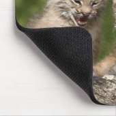 カナダリンクス(Lynx Canadensis)子猫2匹 マウスパッド (コーナー)