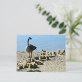 カナダ産ガチョウと母親 ポストカード (スタンド正面)