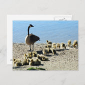 カナダ産ガチョウと母親 ポストカード (正面/裏面)