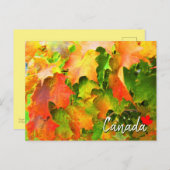 カナダ秋葉に色変わるサトウカエデ ポストカード (正面/裏面)