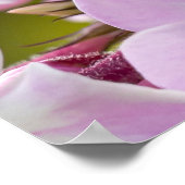 カナダ美しい、フローラピンクフロックス ポスター (角)