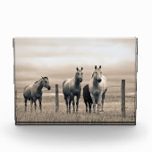 カナダ草原の四分の馬 フォトブロック (正面)