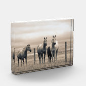 カナダ草原の四分の馬 フォトブロック (左)