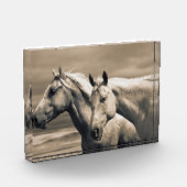 カナダ草原の四分の馬 フォトブロック (左)