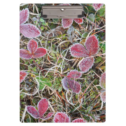 カナダ葉州霜被り クリップボード (正面)