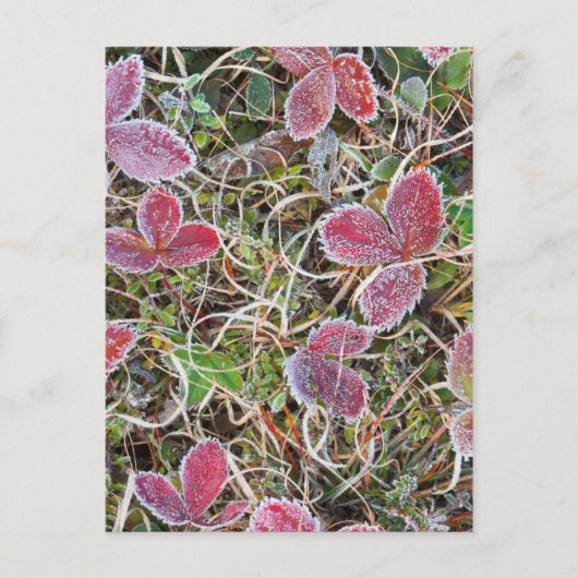 カナダ葉、霜で覆われた製品 ポストカード (正面)