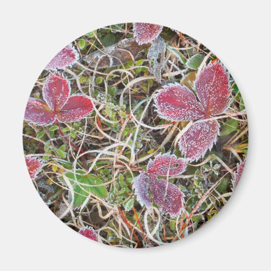 カナダ葉、霜で覆われた製品 マグネット (正面)