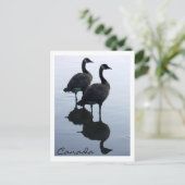 カナダ記念はがきカナダガチョウ ポストカード (スタンド正面)