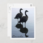 カナダ記念はがきカナダガチョウ ポストカード (正面/裏面)