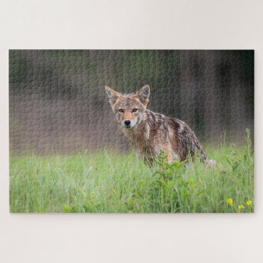 カナダ野生生物写真家、Brown Coyote ジグソーパズル (横)