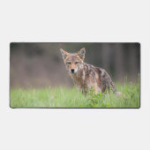 カナダ野生生物写真家、Brown Coyote デスクマット (正面)
