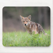 カナダ野生生物写真家、Brown Coyote マウスパッド (正面)