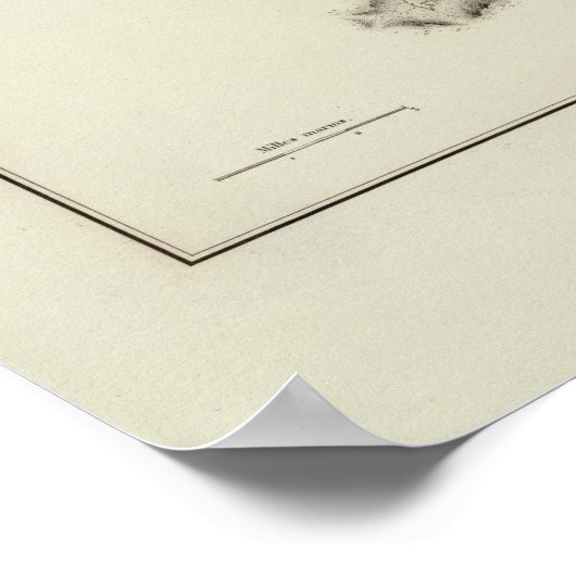 カナダ4 ポスター (角)