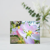 カナダ5月に咲くピンク色の白リンゴ ポストカード (スタンド正面)