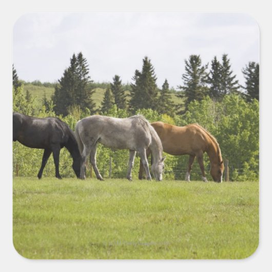カナダ，アルバータ，カルガリー スクエアシール (正面)
