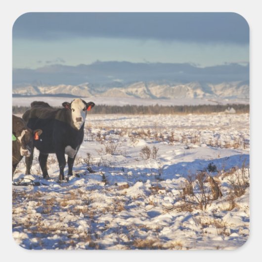 カナダ，アルバータ，カルガリー スクエアシール (正面)