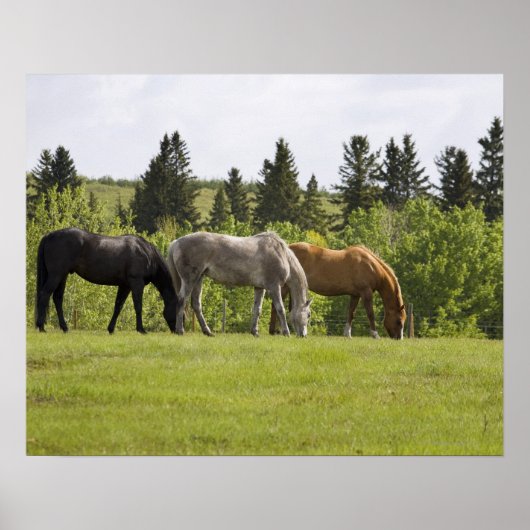 カナダ，アルバータ，カルガリー ポスター (正面)