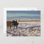 カナダ，アルバータ，カルガリー ポストカード (正面/裏面)