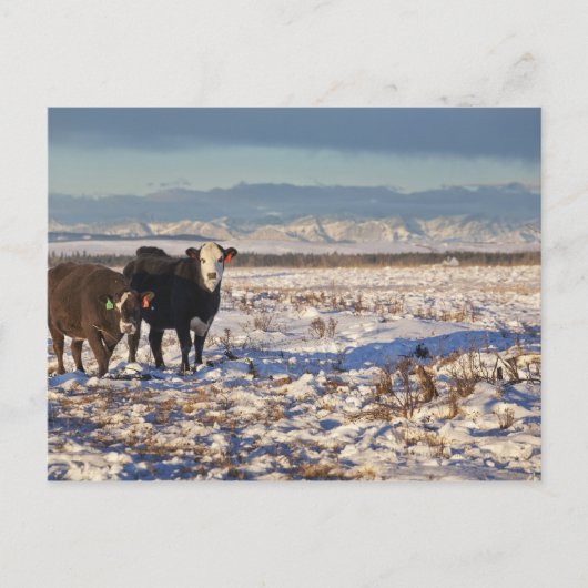 カナダ，アルバータ，カルガリー ポストカード (正面)