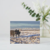 カナダ，アルバータ，カルガリー ポストカード (スタンド正面)