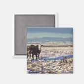 カナダ，アルバータ，カルガリー マグネット (正面/裏面)