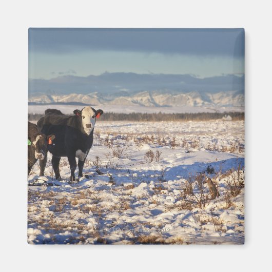 カナダ，アルバータ，カルガリー マグネット (正面)