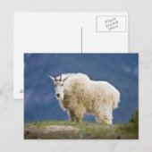 カナダ、アルバータ、ジャスパー国立公園。 ポストカード (正面/裏面)