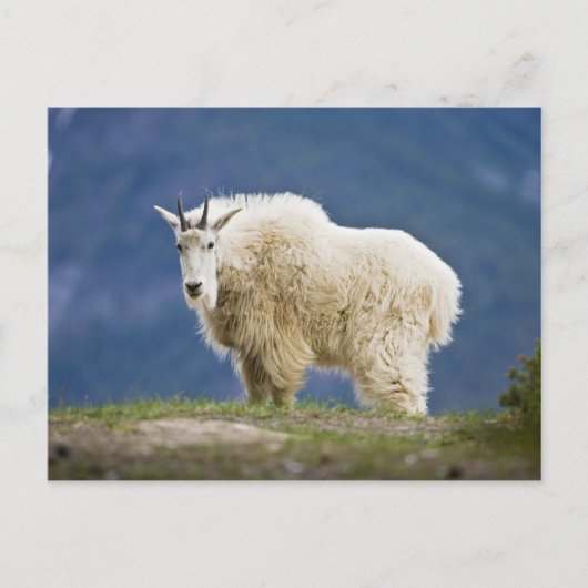 カナダ、アルバータ、ジャスパー国立公園。 ポストカード (正面)