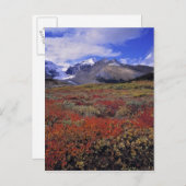 カナダ、アルバータ、バンフNP。ハックルベリー ポストカード (正面/裏面)