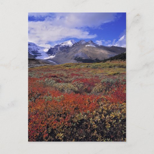 カナダ、アルバータ、バンフNP。ハックルベリー ポストカード (正面)