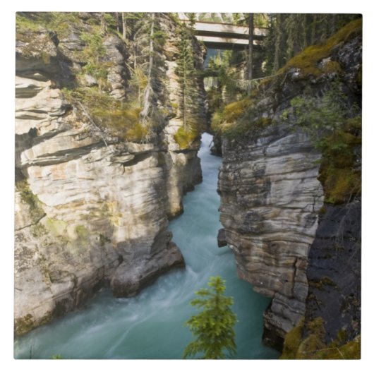 カナダ、アルベルタ、ジャスパー国立公園、アタバスカ2 タイル (正面)