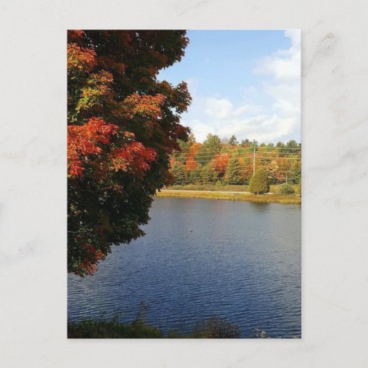 カナダ，オンタリオの秋の木 ポストカード (正面)