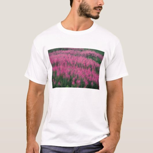 カナダ、ケベック州、ガスペ。紫色のミズアカバナの花、 Tシャツ (正面)
